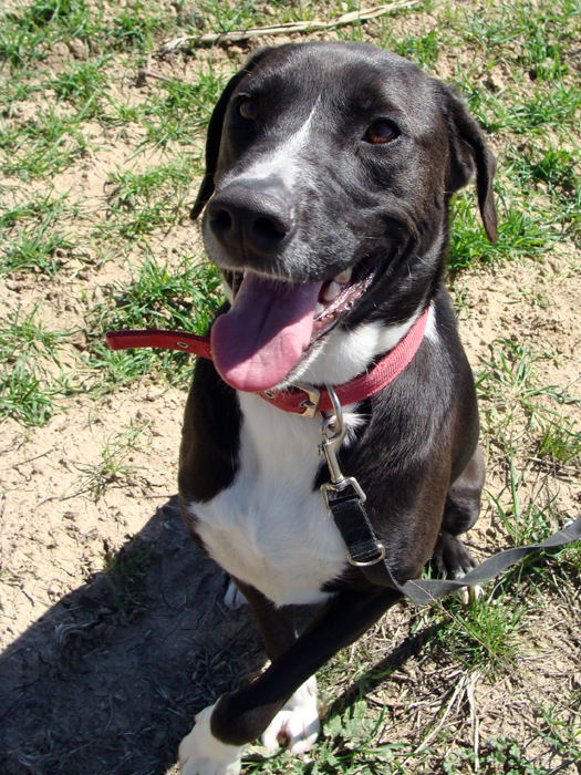 Bus – ADOPTAT ALEMANYA