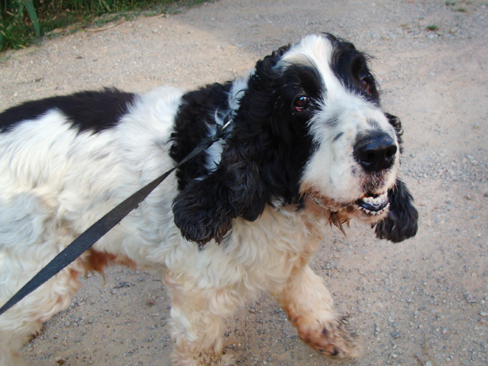 Taz – ADOPTAT ALEMANYA