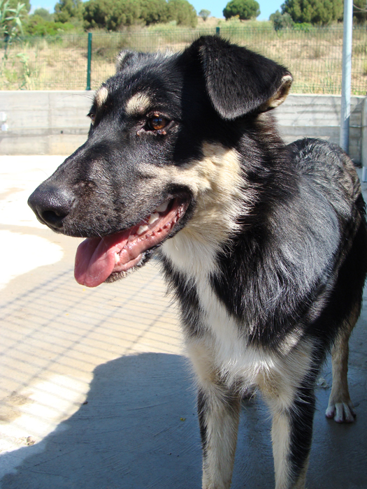 Zape – ADOPTAT ALEMANYA