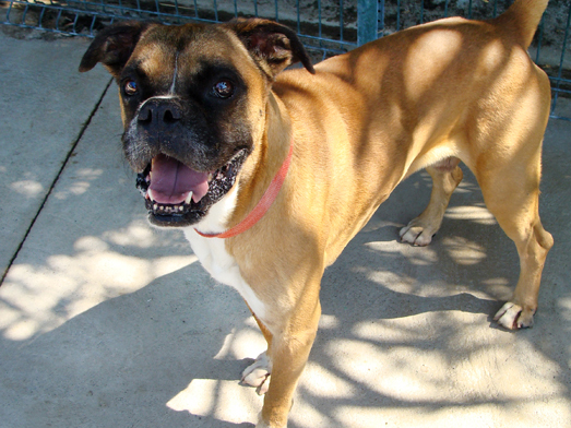 Bongo – ADOPTAT ALEMANYA