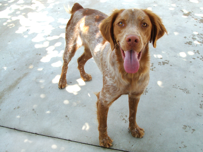 Nestor – ADOPTAT ALEMANYA