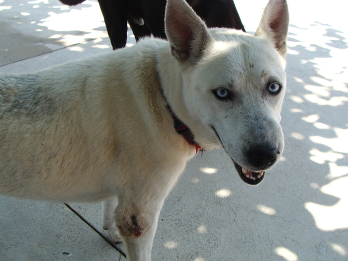 Fanta – ADOPTAT ALEMANYA