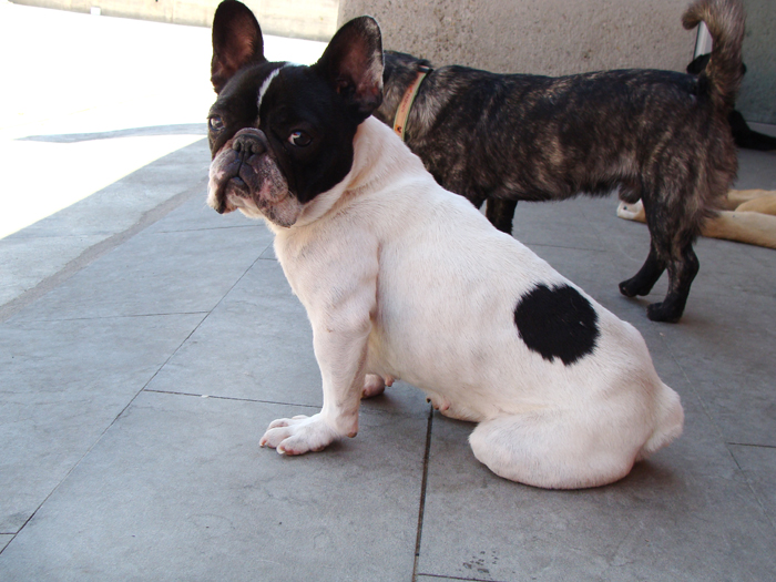 Lula – ADOPTADA ALEMANYA