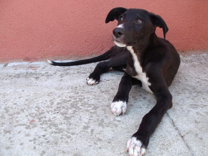 Gyn – ADOPTAT ALEMANYA