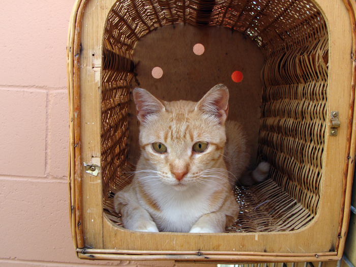 Jerry – ADOPTAT ALEMANYA