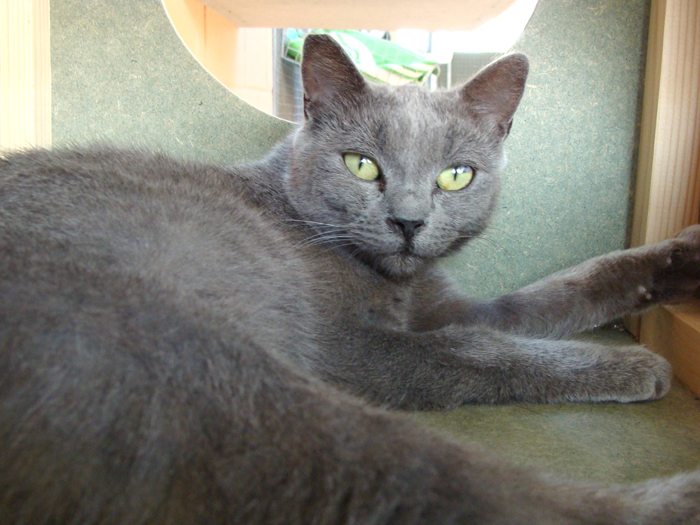 Tomy – ADOPTAT ALEMANYA