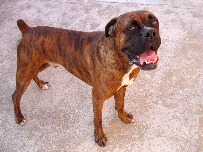 German – ADOPTAT ALEMANYA