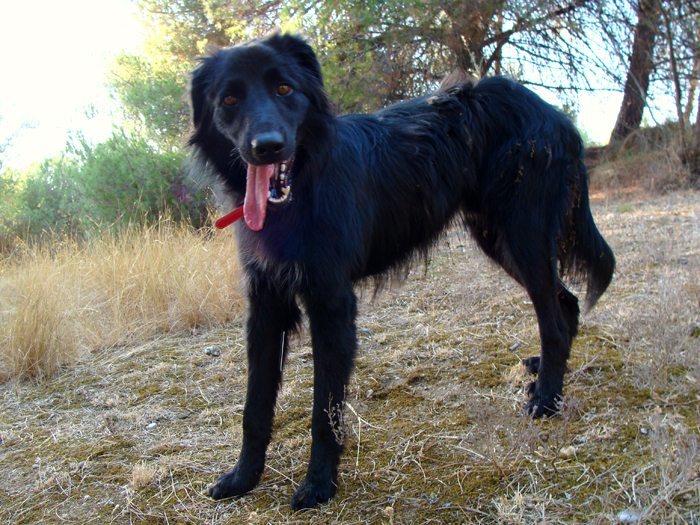 Floopy – ADOPTAT ALEMANYA