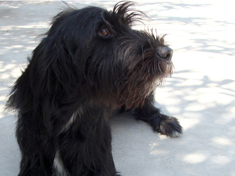 Ada – RETORNADA AL SEU PROPIETARI