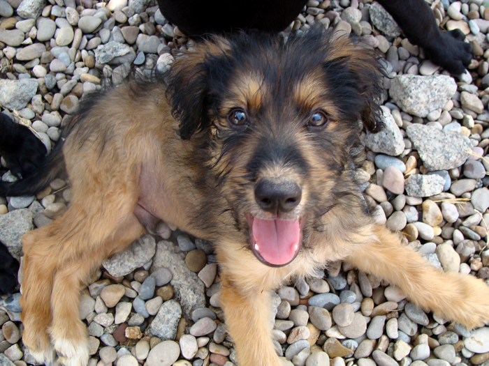 Petitó – ADOPTAT ALEMANYA