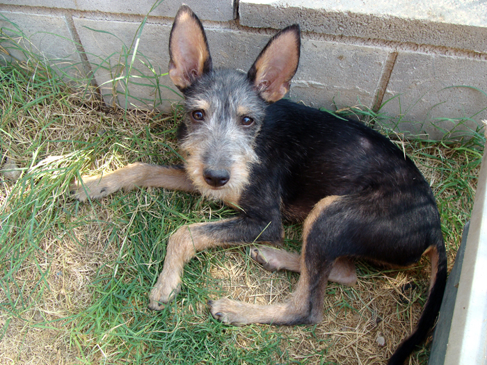 Nugget – ADOPTAT ALEMANYA