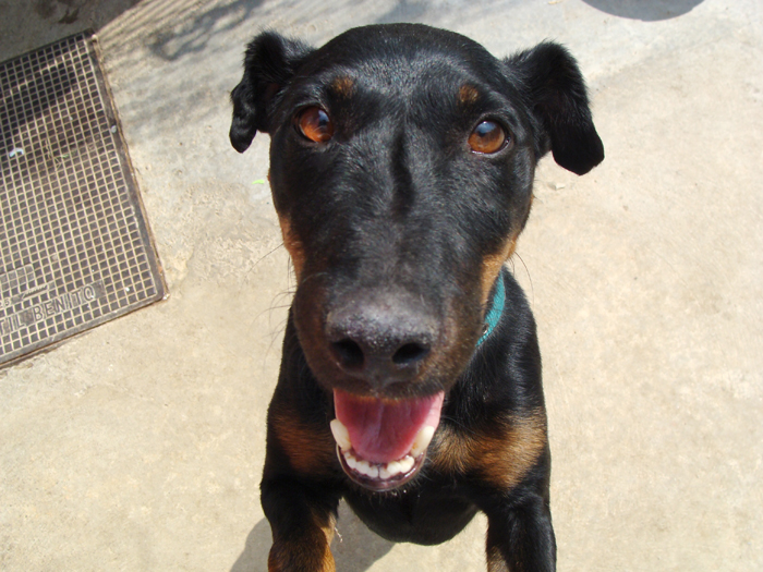 Black – ADOPTAT ALEMANYA