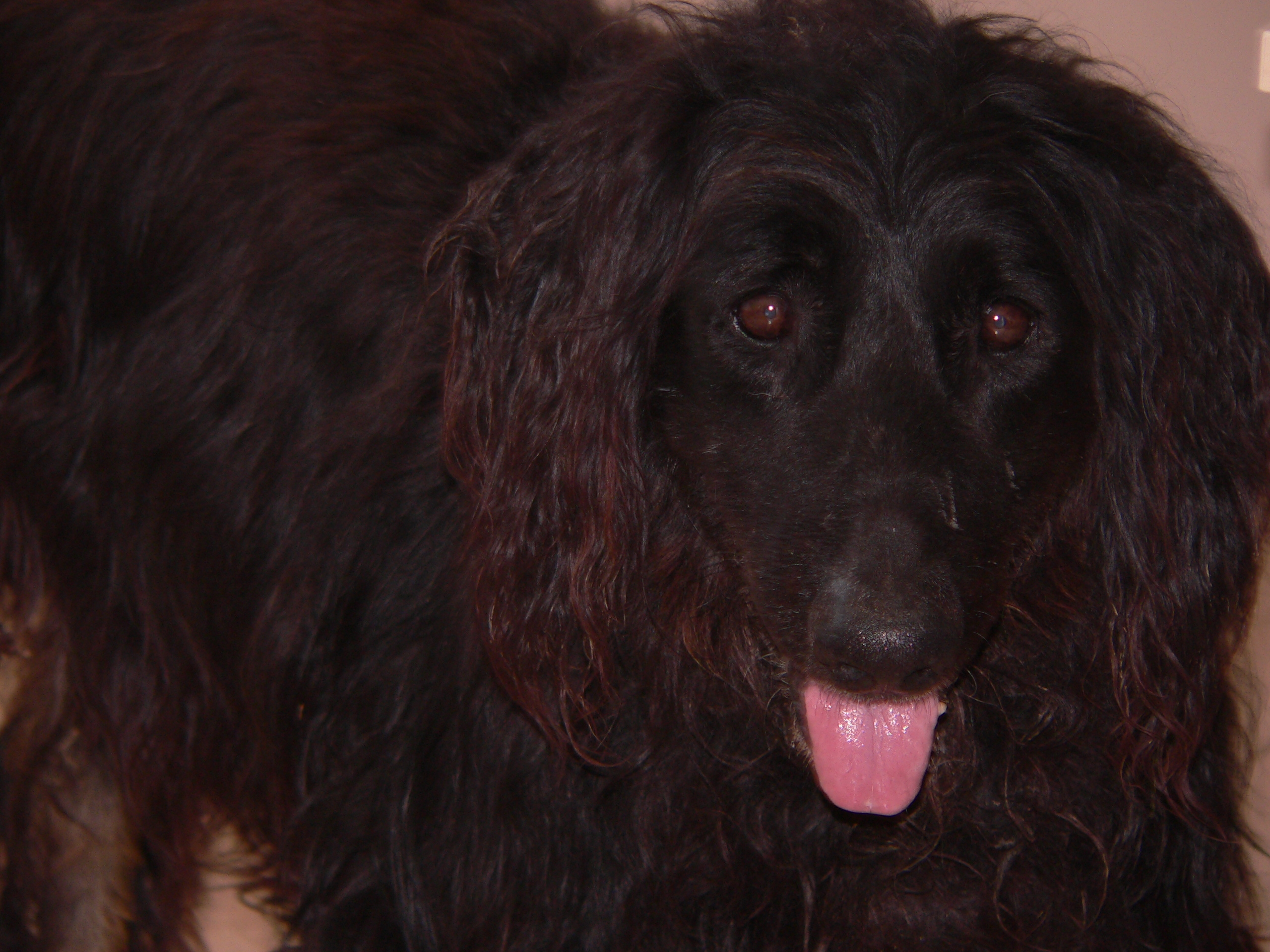 Alf – RETORN AL SEU PROPIETARI