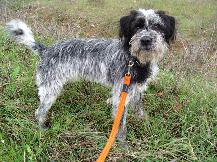 Chelin – ADOPTAT ALEMANYA