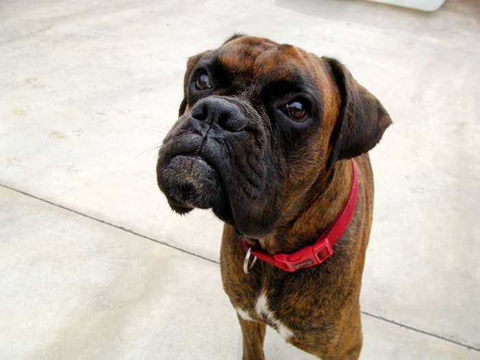 Simba – ADOPTAT ALEMANYA