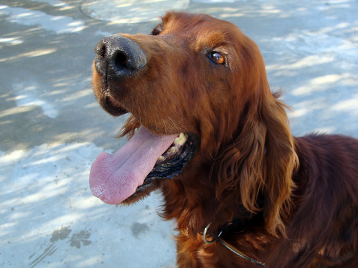 Teru – ADOPTAT ALEMANYA