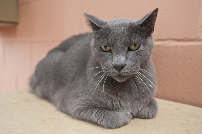 Misty – ADOPTAT ALEMANYA