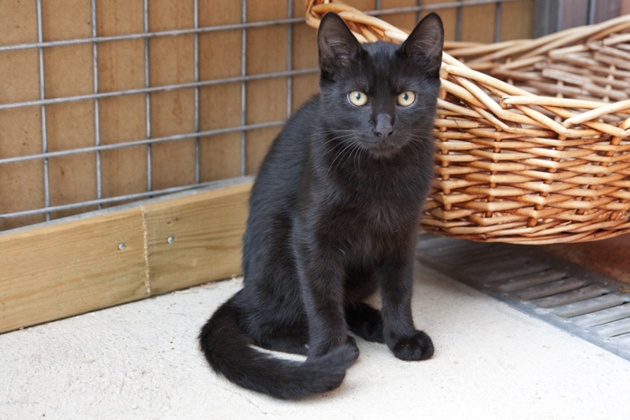 Fox – ADOPTAT ALEMANYA