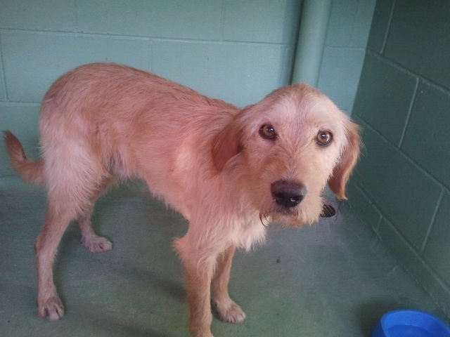 Lennon – RETORNAT AL PROPIETARI