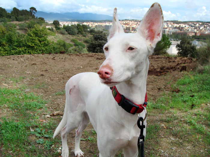 Hada – ADOPTADA ALEMANYA