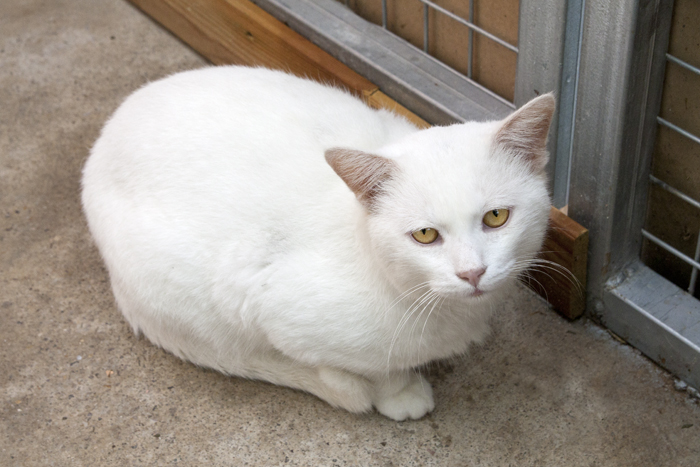 Ian – ADOPTAT ALEMANYA
