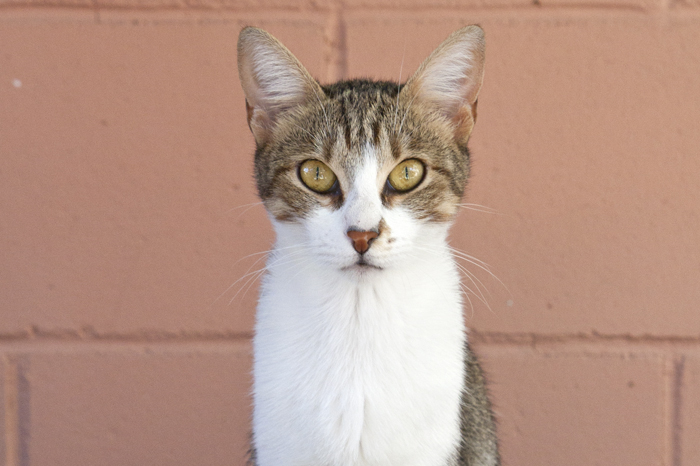 Olivia – ADOPTADA ALEMANYA