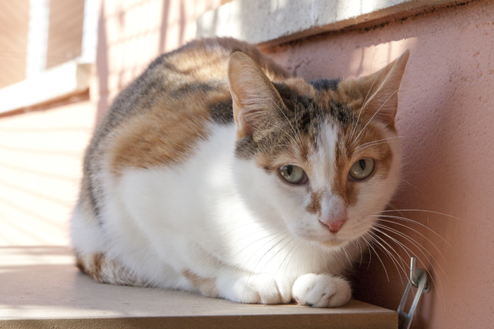 Nina – ADOPTADA ALEMANYA