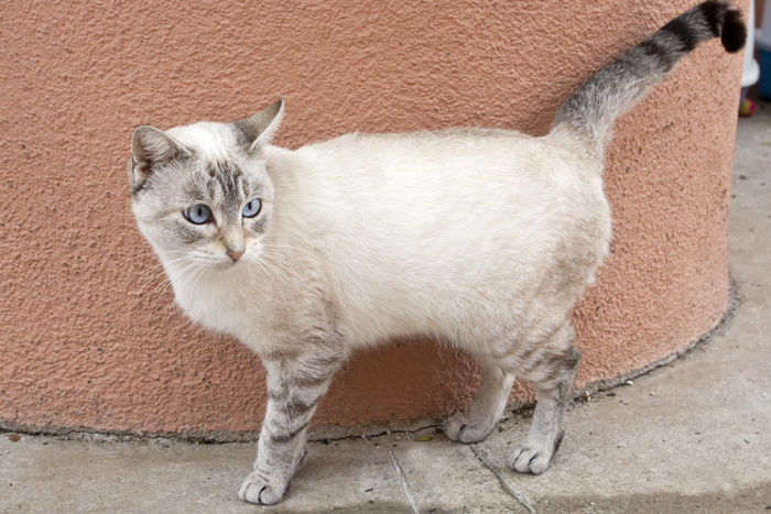 Duna – ADOPTADA ALEMANYA