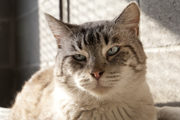 Charlie – ADOPTAT ALEMANYA