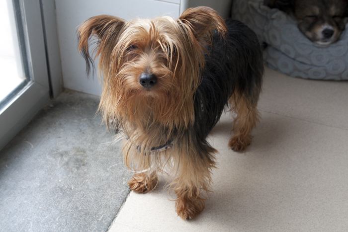 Mico – ADOPTAT ALEMANYA