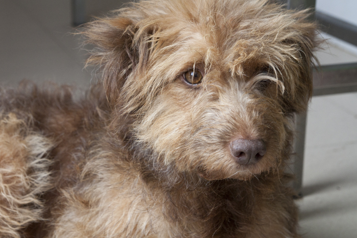 Moon – ADOPTADA ALEMANYA