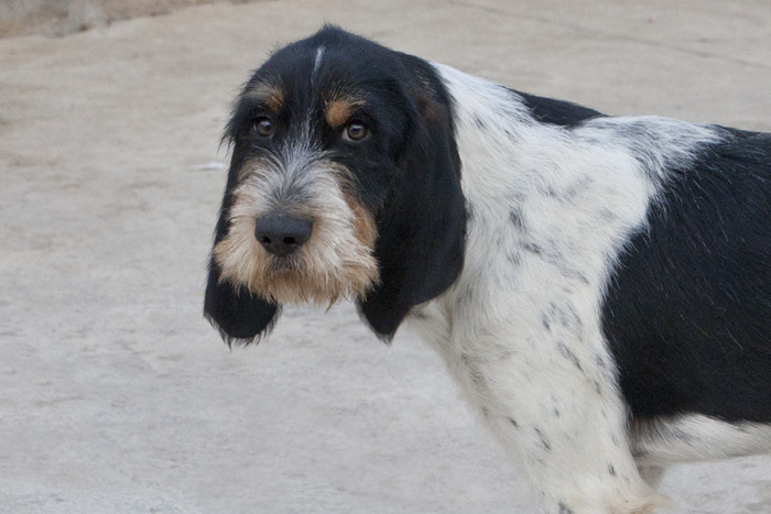 Roc – ADOPTAT ALEMANYA