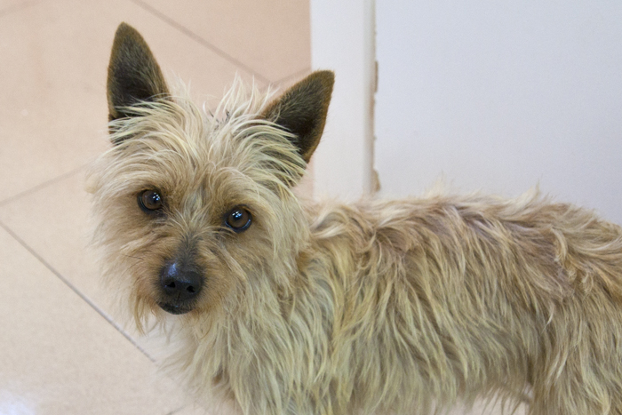 Tara – ADOPTADA HOLANDA