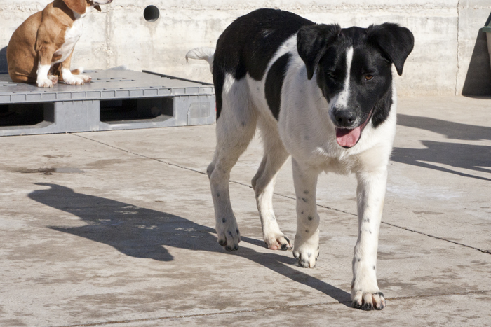 Nou – ACOLLIDA TEMPORAL