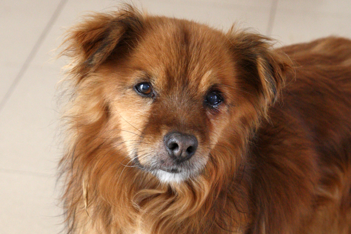 Peky – ADOPCIO ALEMANYA