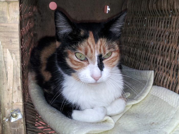 Debra – ADOPTADA ALEMANYA