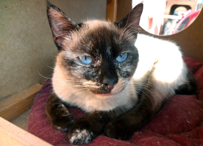 Sita – ADOPTAT ALEMANYA