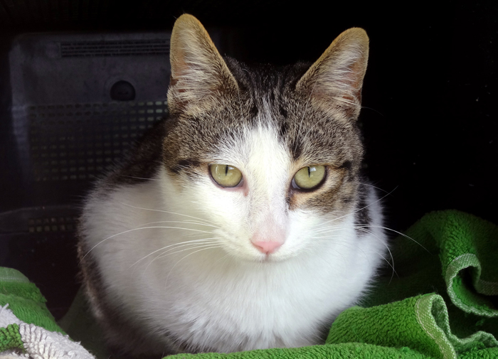 Reina – ADOPTAT ALEMANYA