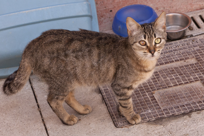 Chica – ADOPTADA ALEMANYA