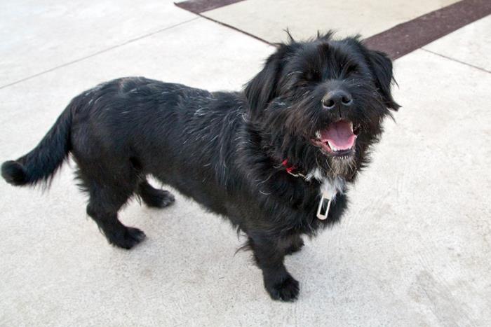 Valentina – ADOPTADA HOLANDA