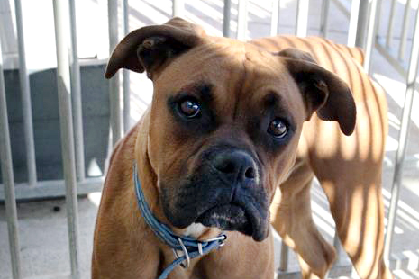 Billy – ADOPTAT ALEMANYA