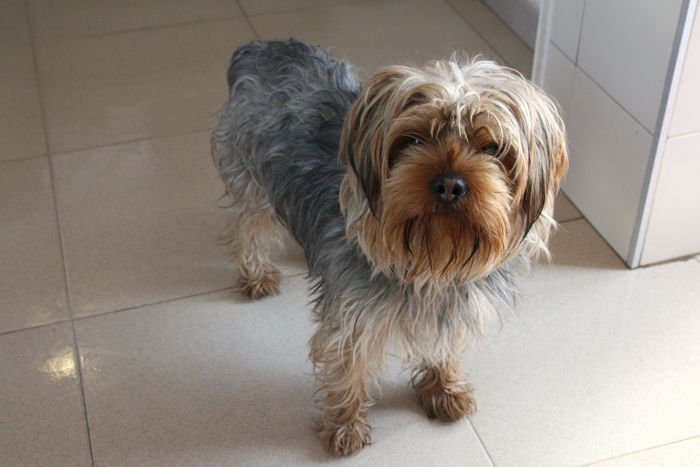 Chip – ADOPTAT ALEMANYA