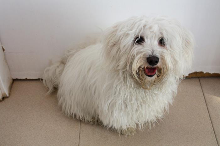 GALO – RETORNAT AL PROPIETARI