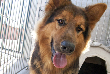 Catan – Adoptat Alemanya