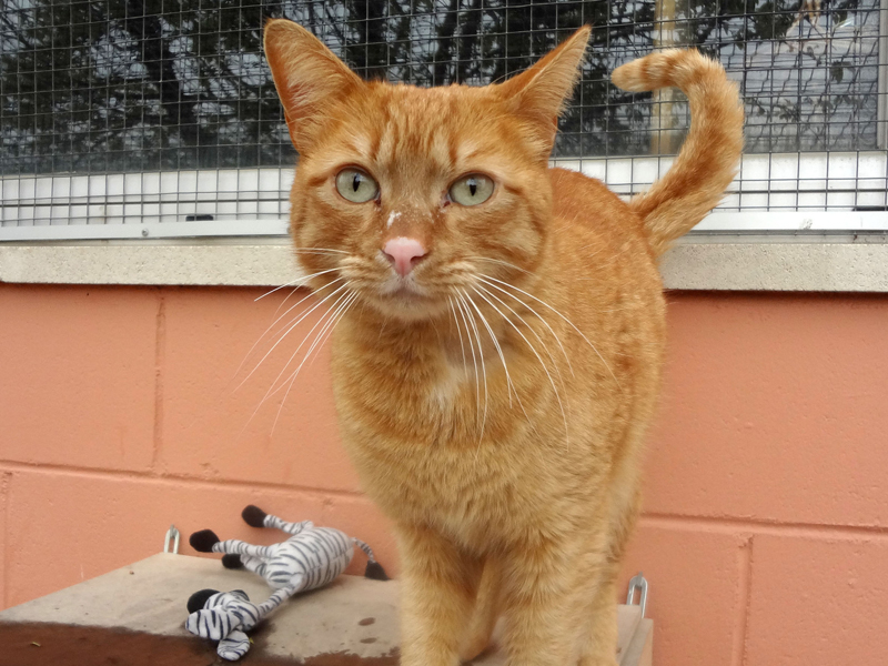 PEACH – ADOPCIO ALEMANYA