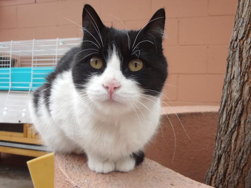 LILITH – ADOPTAT ALEMANYA