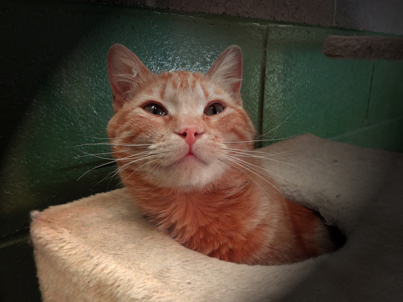 LIOR – ADOPCIO ALEMANYA