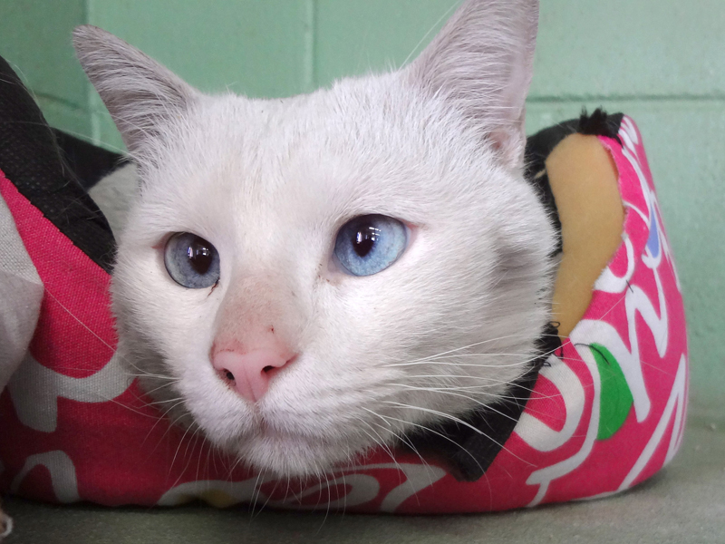 ANIS – ADOPCIO ALEMANYA