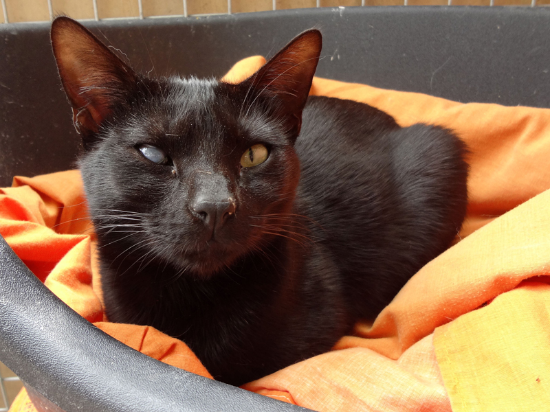 CONGUITO – ADOPCIO ALEMANYA