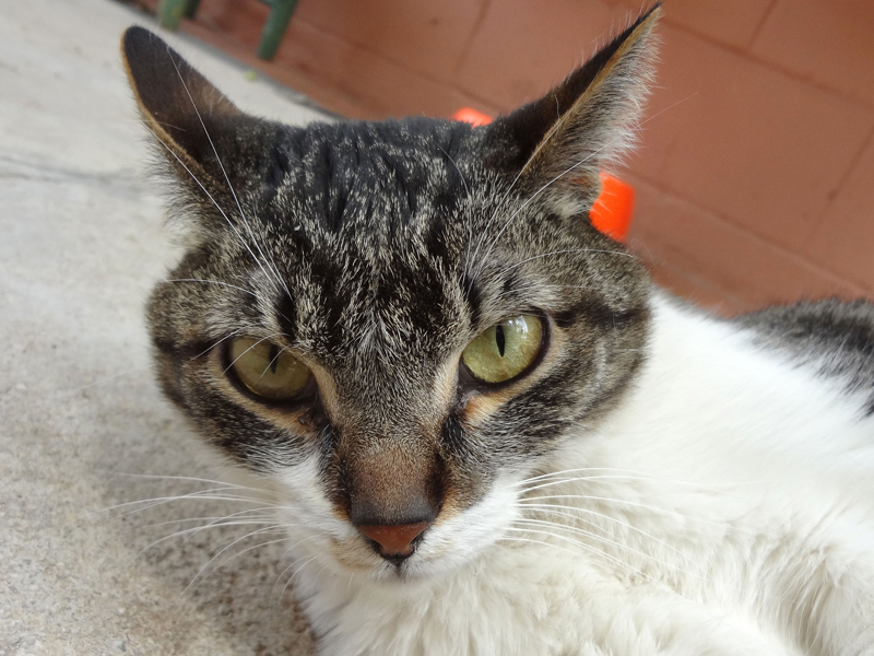 KITTY – ADOPCIO ALEMANYA